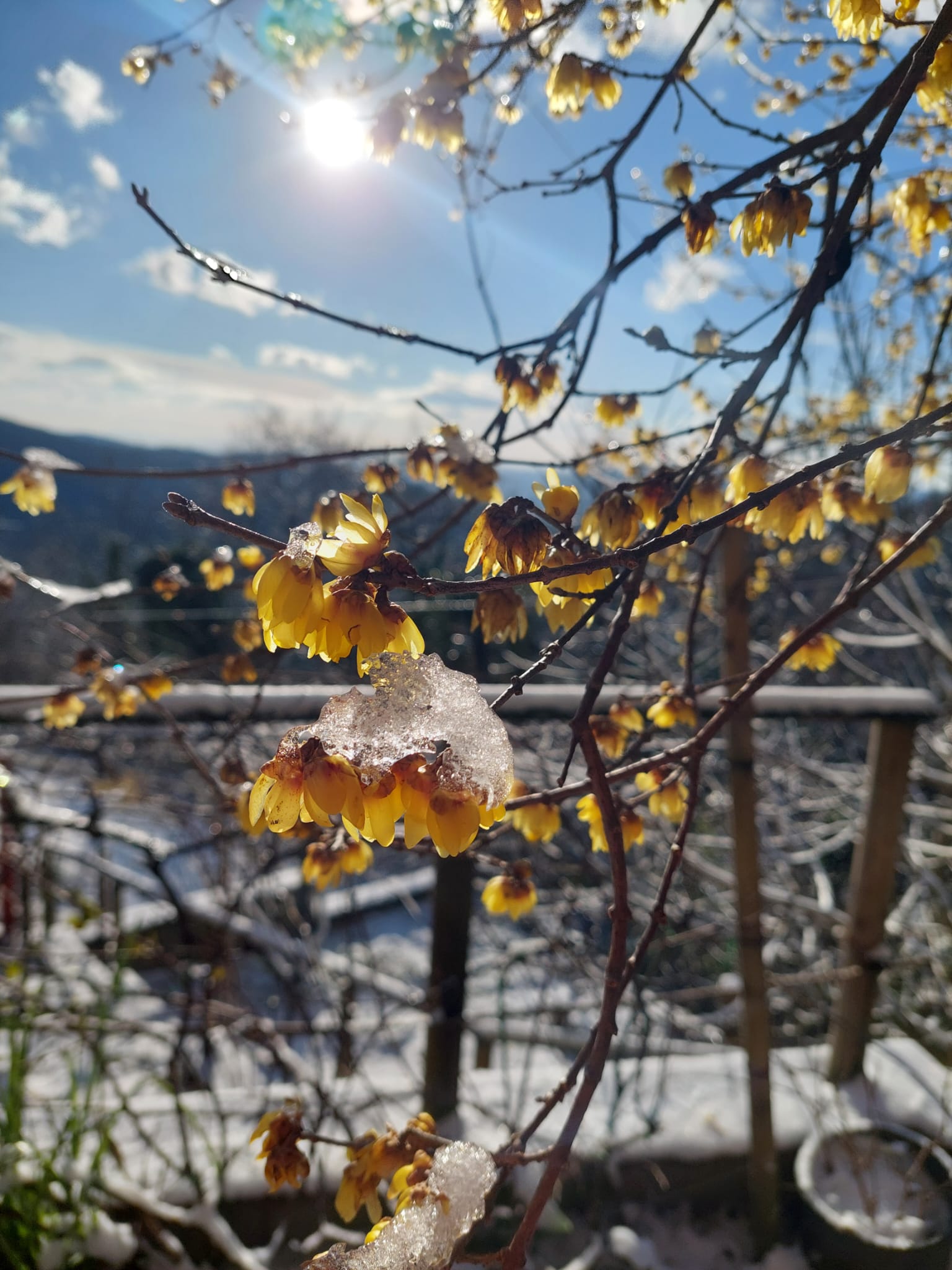 Fiori invernali