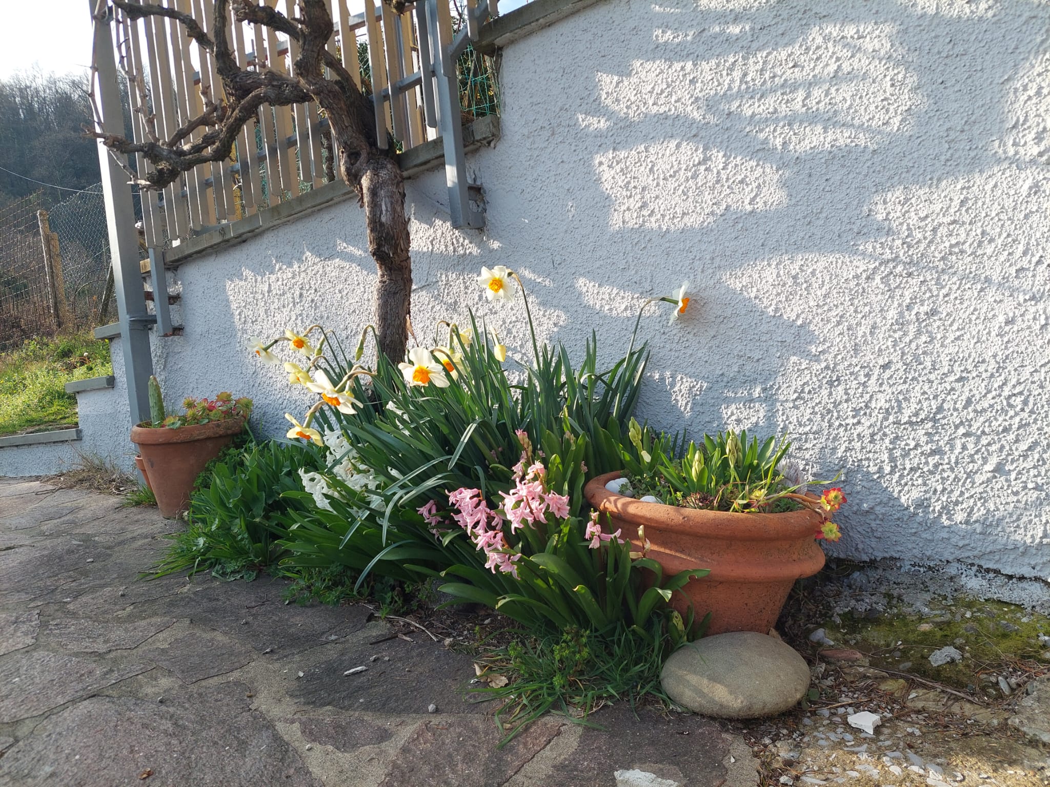 Fiori del giardino