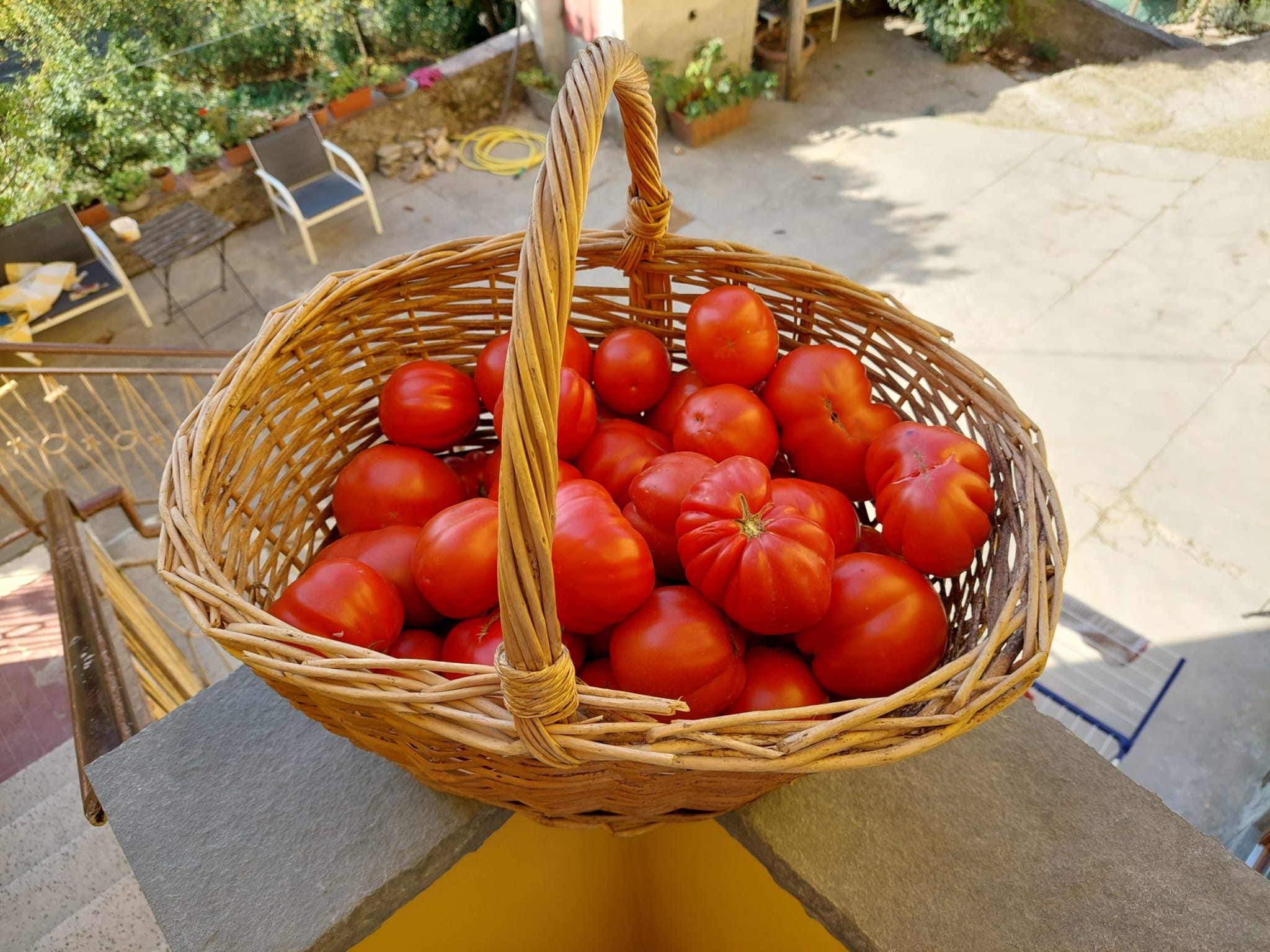 Orto - pomodori